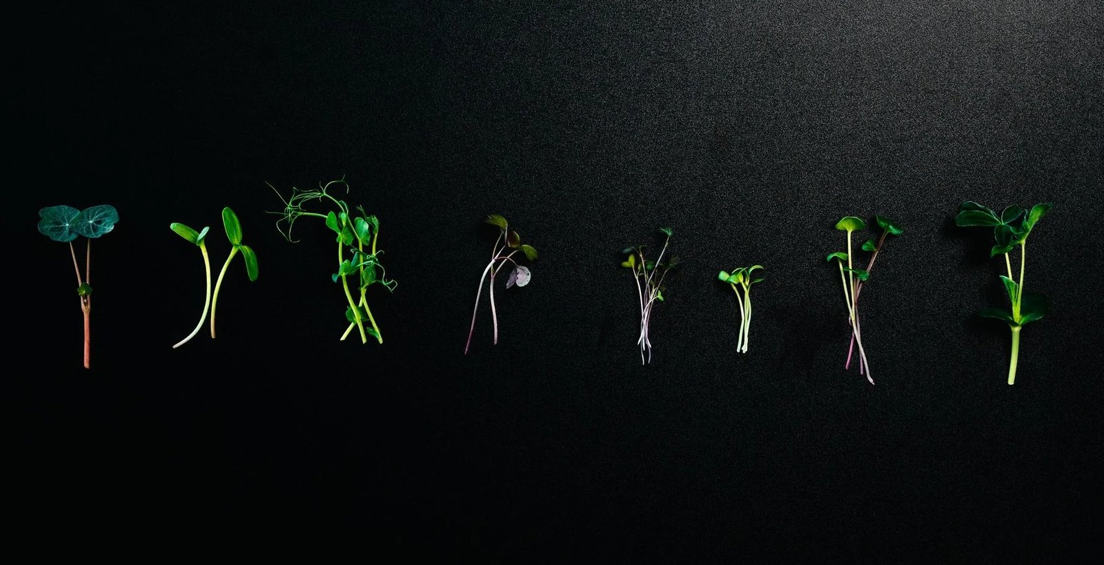 Frische Microgreens